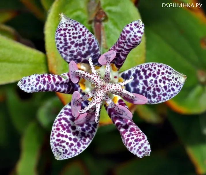 Трициртис коротковолосистый