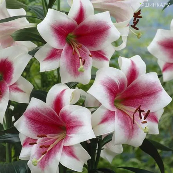 Лилия Триумфатор лонгифлорум /2шт