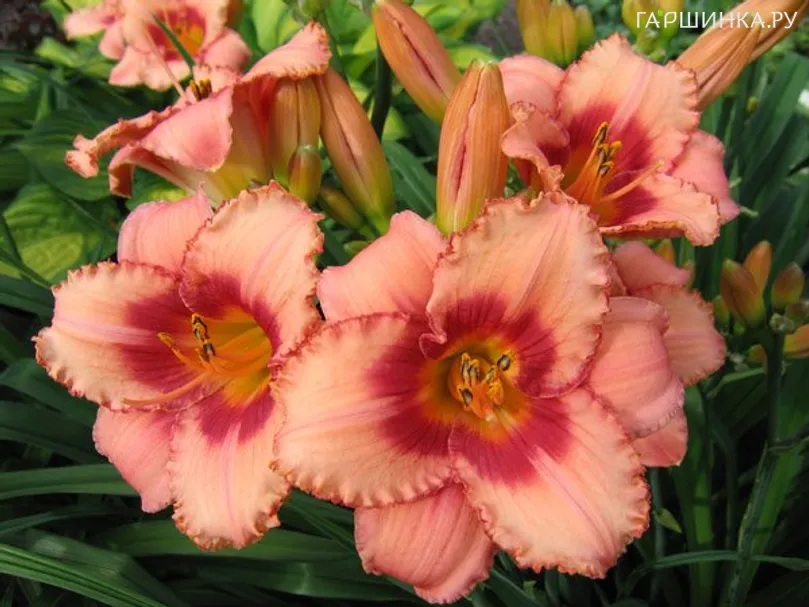 Лилейник True Grit