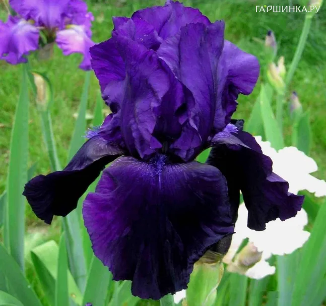 Ирис бородатый Тукседо