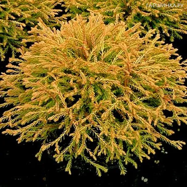 Туя западная Голден Таффет