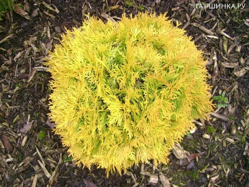 Туя шаровидная Амбер Глоу