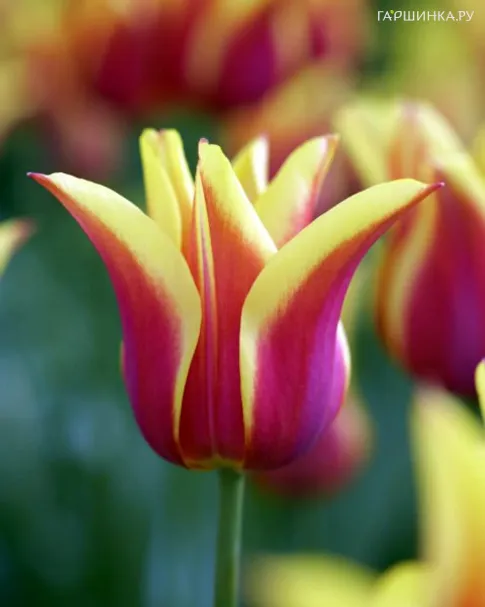 Тюльпан Баллада Дрим лилиецветный 5шт