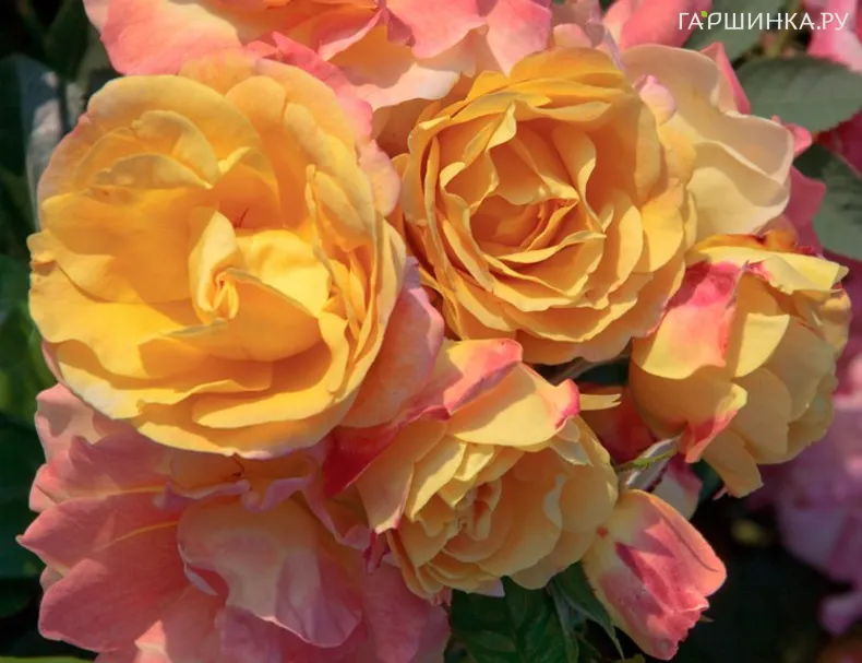 Роза Цыган флорибунда, Топалович (лиц)