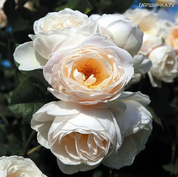 Роза Ютерсен Клостеррозе плетистая, Тантау (лиц)