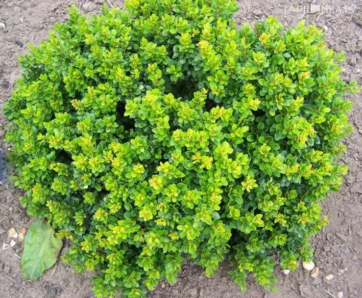 Барбарис Тунберга Кобольд