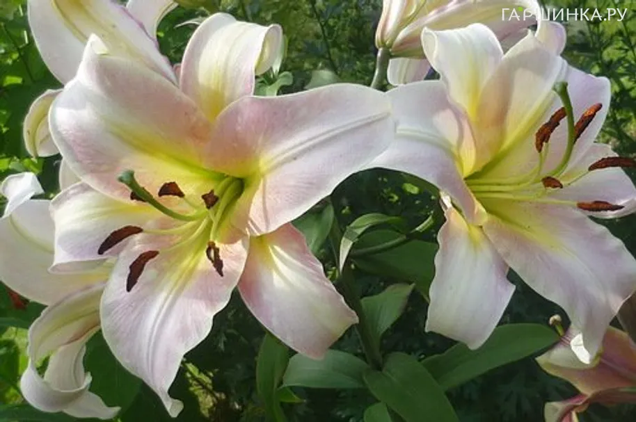 Лилия Урэнди ОТ-гибрид /2шт