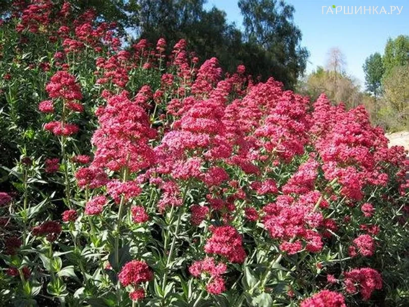 Валериана красная Альбус