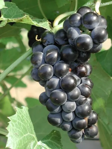 Виноград Вэлиант (Отважный) зимостойкий