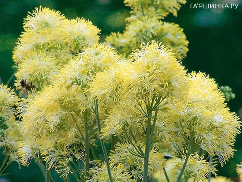 Василистник желтый сизый