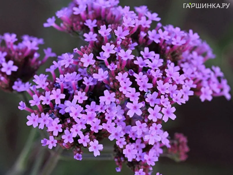 Вербена Лолипоп
