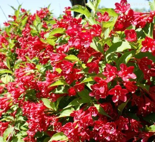 Вейгела Ред Принц.