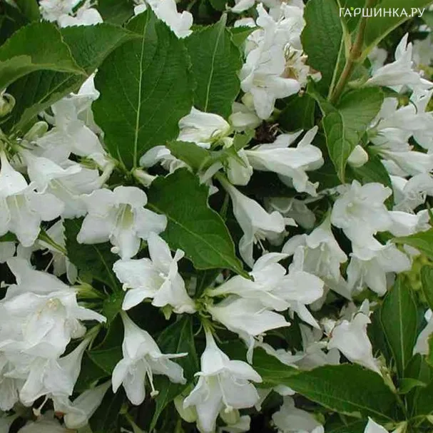 Вейгела Сноуфлейк