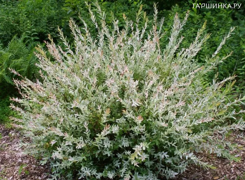 Ива Хакуро Нишики (розовые листья)