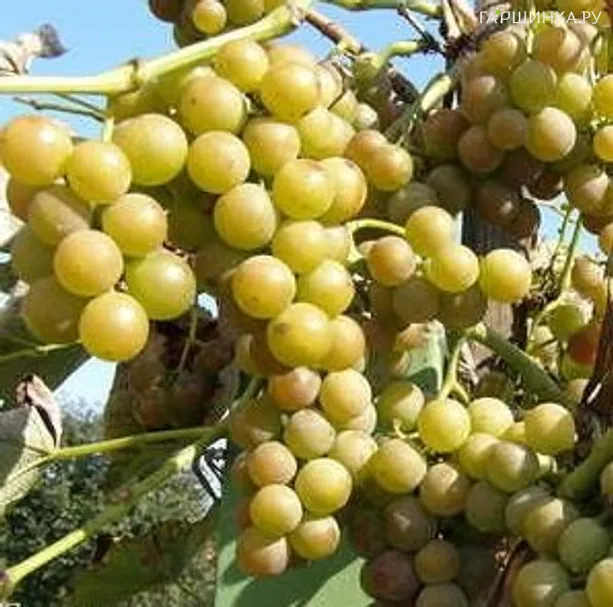 Виноград Изабелла Белая.Ранняя