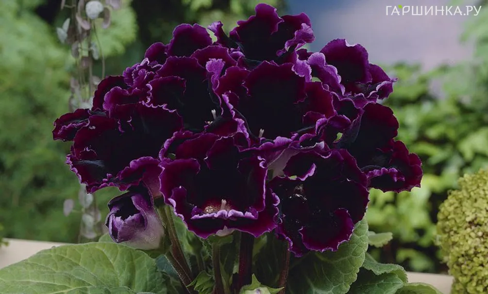 Глоксиния Виолацея