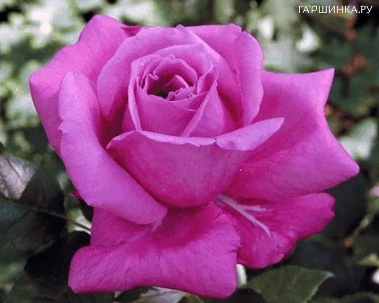 Роза Виолет Парфюм/Мелоди Парфюм чайно-гибридная, Топалович (лиц)