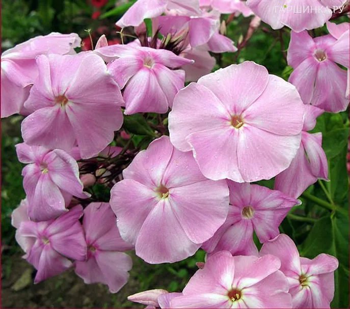 Флокс Владимир