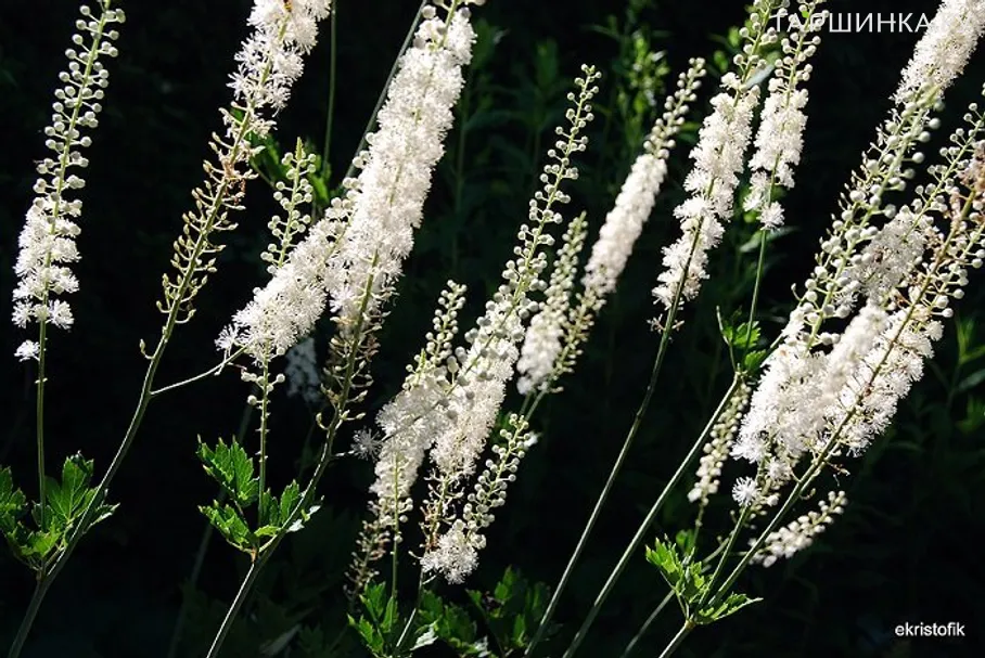 Воронец высокий