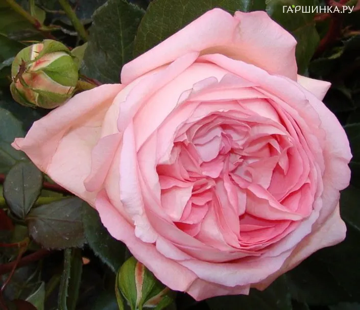 Роза Вояж чайно-гибридная, Тантау (лиц)