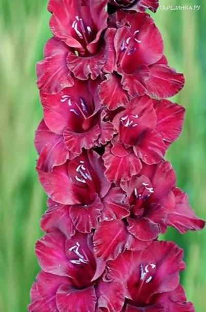 Гладиолус Возрождение