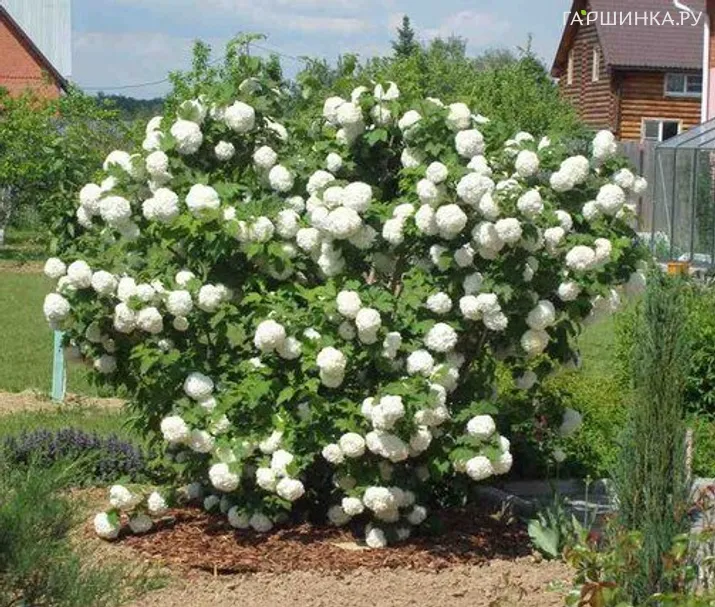 Калина Бульденеж (Розеум)