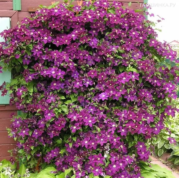 Клематис Варшавска Найк крупноцветковый (2)