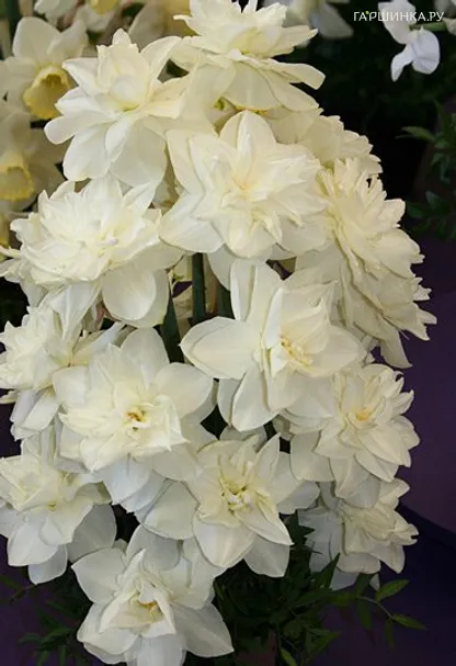 Нарцисс Вайт Медал махровый 5шт