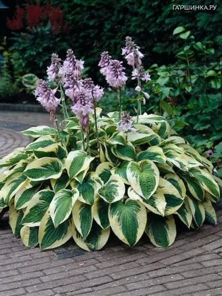 Хоста Вайт Брим (ML)