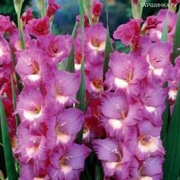 Гладиолус Виндсонг 5шт