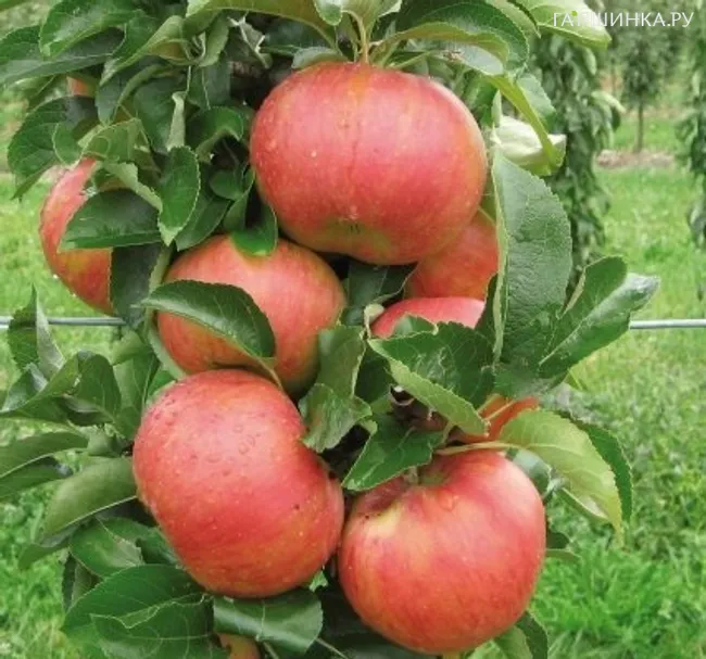 Яблоня Триумф колоновидная (лицензионная)