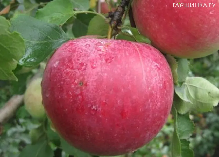 Яблоня Рождественское