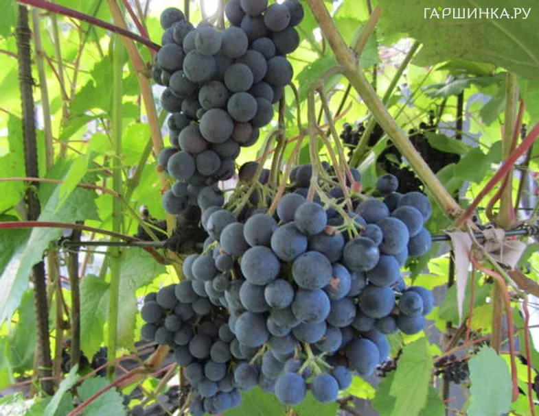 Виноград Журавлик