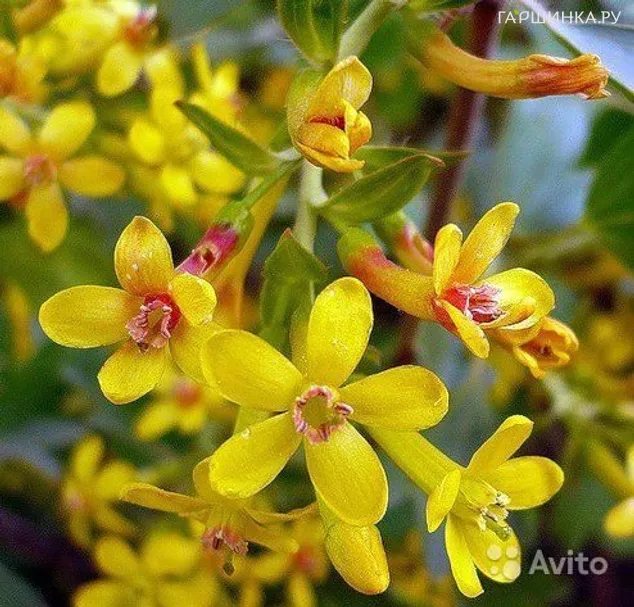 Смородина золотистая