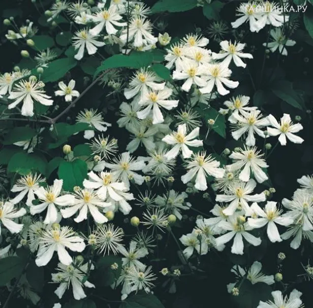 Клематис Поль Фаргез (3)