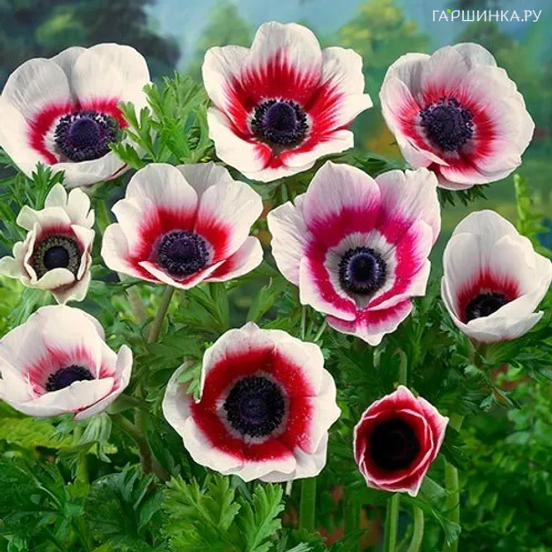 Анемона (Ветреница) Биколор 10 шт