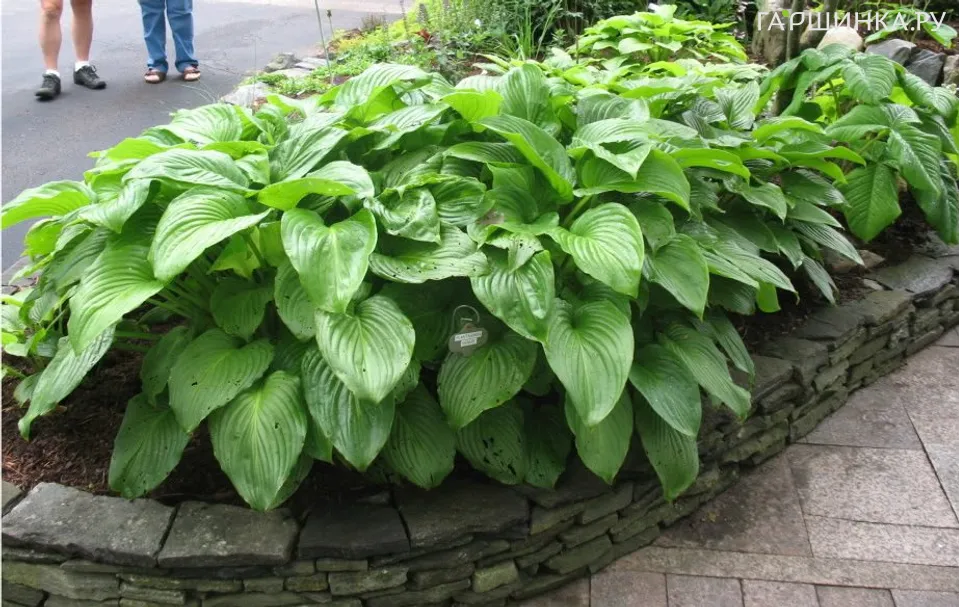 Хоста Венус  (M)