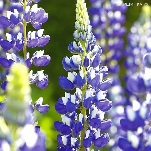 Люпин Говернор