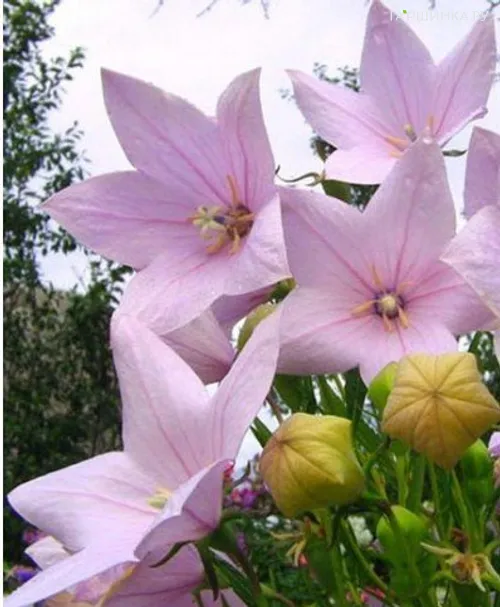 Платикодон крупноцветковый Шелл Пинк