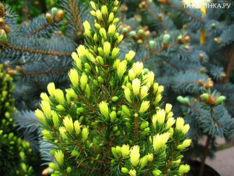 Ель канадская Рэйнбоуз Энд