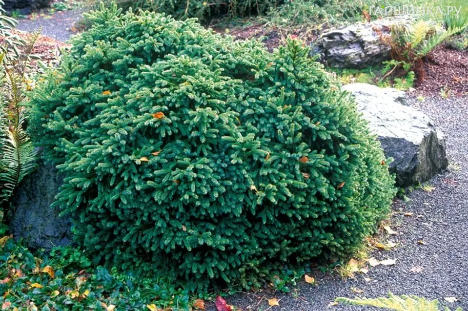 Ель сербская Карел