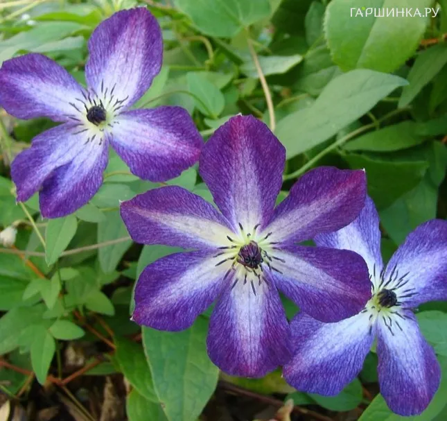 Клематис Веноза Виолацея крупноцветковый (3)