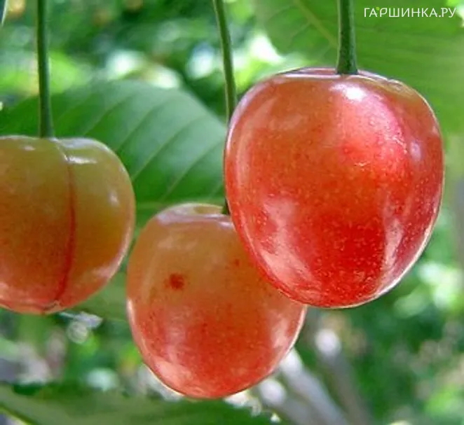 Черешня Красная горка
