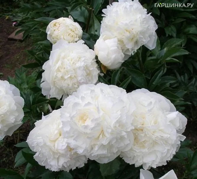 Пион Мари Лемуан молочноцветковый