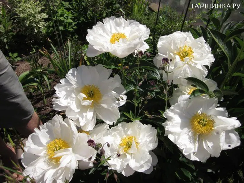 Пион Мисс Америка молочноцветковый