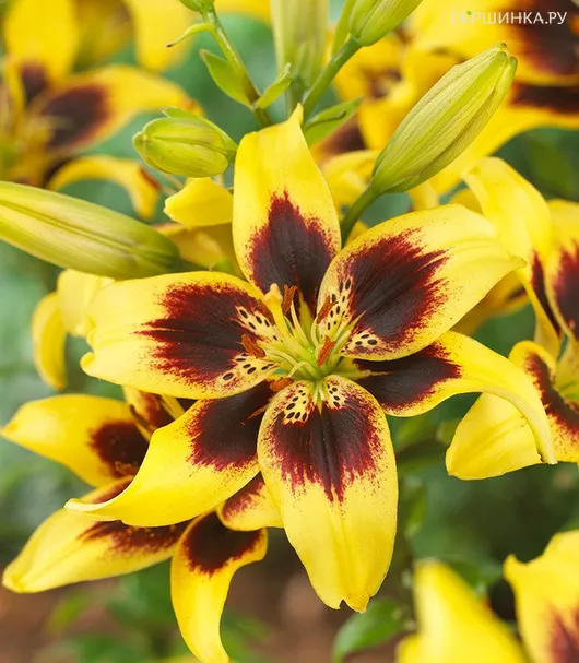 Лилия Пиетон азиатская