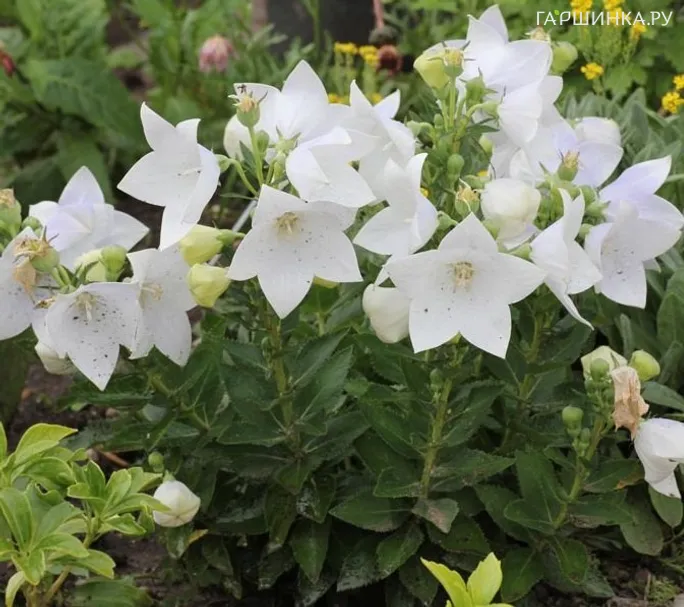 Платикодон крупноцветковый Фуджи Вайт
