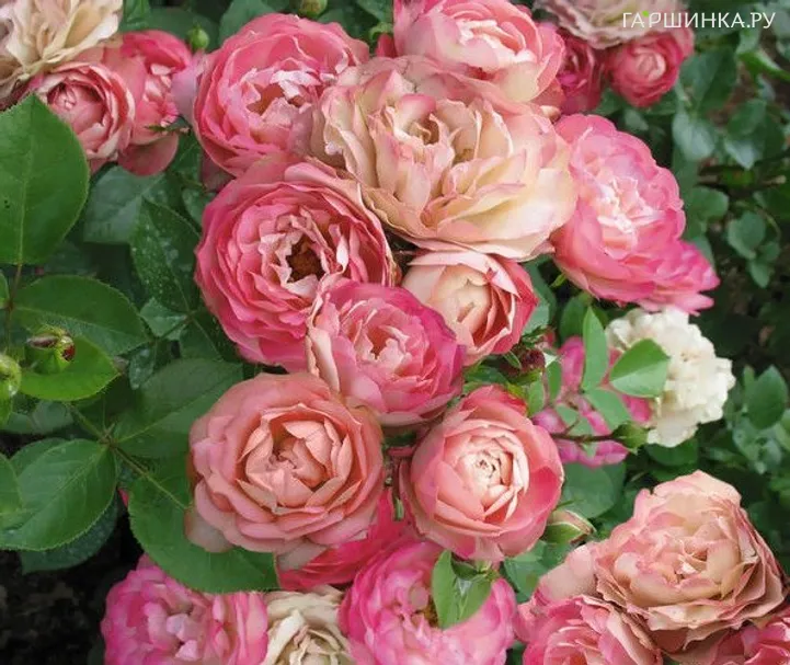 Роза Акрополис флорибунда, Топалович (лиц)