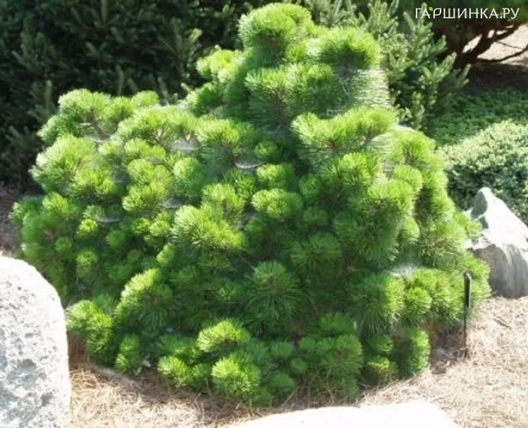 Сосна черная Хельга