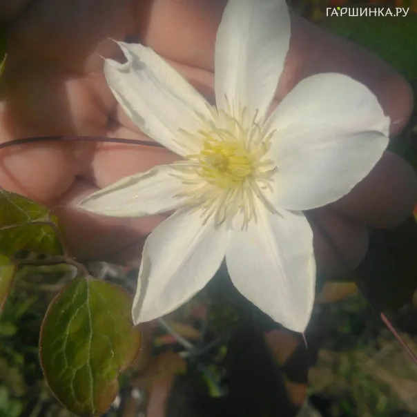 превью изображения отзыва